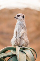 meerkat on guard duty