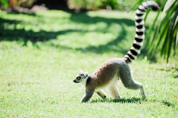 ring lemur catta walking in the grass