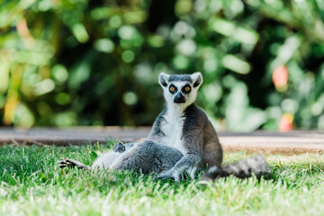 ring tail lemur sitting on the grass looking at camera