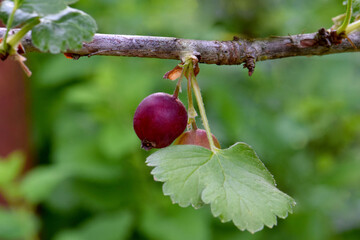 Hairy Stem Gooseberry Purple 02