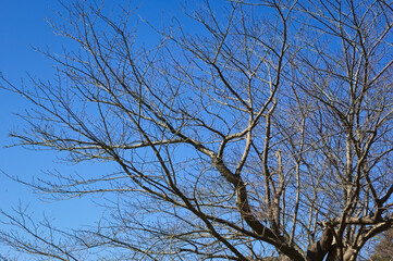 青空と落葉した桜の枝	
