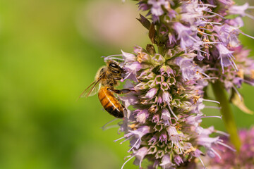Honeybee Feeding on Anise Hyssop Flowers