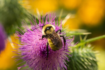 Northern Golden Bumblebee on Bull Thistle Flowers