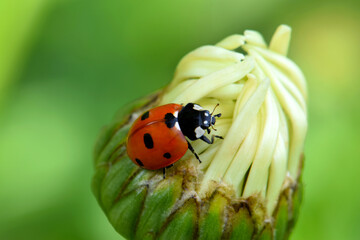 Ladybug Daisy Bud 13