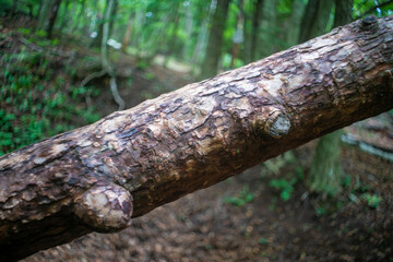 山梨県北杜市の日向山を登山している風景 A view of climbing Mount Hyuga in Hokuto City, Yamanashi Prefecture.