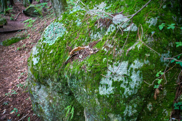 山梨県北杜市の日向山を登山している風景 A view of climbing Mount Hyuga in Hokuto City, Yamanashi Prefecture.
