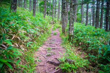 山梨県北杜市の日向山を登山している風景 A view of climbing Mount Hyuga in Hokuto City, Yamanashi Prefecture.