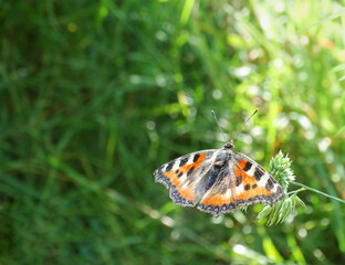 Urticaria butterfly Aglais urticae on blurred background of summer meadow, selective focus, copy space