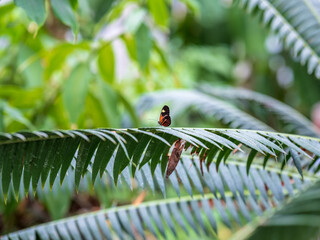 butterfly on a fern branch