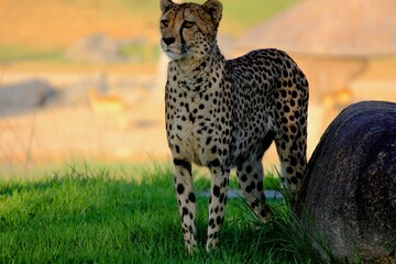 Stunning spotted cheetah, Acinonyx jubatus Standing in the Wild - San Diego Safari Park Zoo