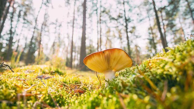 Belarus, Europe. Time lapse mushroom. Russula emetica - sickener, emetic russula, or vomiting russula. Autumn Forest. Conditionally edible fungus. Sunshine Sunlight Through Woods Landscape. 4K