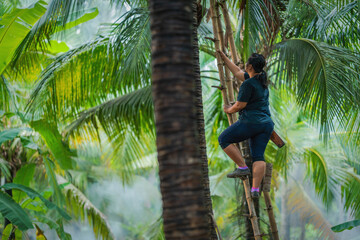 farmer in coconut tree farm harvesting fresh coconut palm juice
