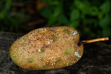 Champada, a fruit with a strong smell of the south, resembles a jackfruit.