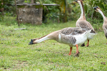 Thai geese stretching their necks for food on the grass