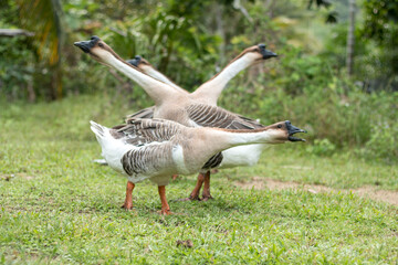 Four Thai geese stand their necks on the grass.