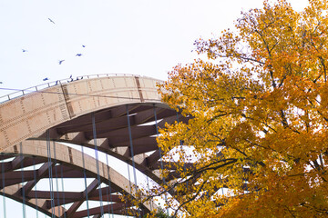 view of bridge behind yellow tree . The Thaddeus Kosciusko Bridge in Albany NY. - Powered by Adobe