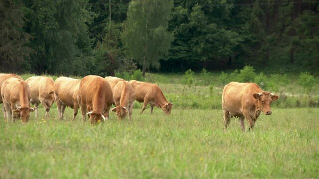 Brown cows herd in a green meadow near forest grazing grass, template