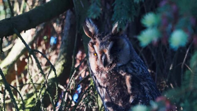 Long Eared Owl Seen Through Swinging Branches Perched. Slow Motion