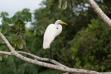 great white heron