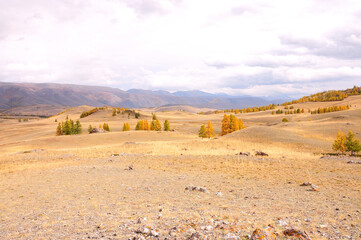 Hilly autumn steppe with rare yellowed larch trees at the foot of the mountain range.