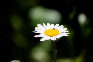 daisy in the garden