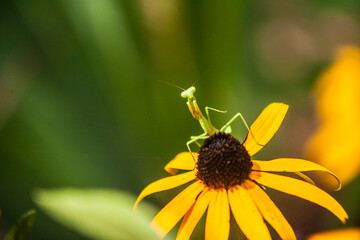 Praying Mantis