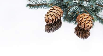 Pine cones and  branches of blue spruce with reflection on the white background.