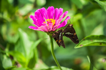 butterfly on flower