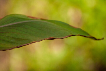 green leaves on a branch