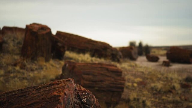 Fallen wood log at Petrified Forest National Park in Arizona, rack focus panning shot