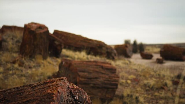 Fallen wood log at Petrified Forest National Park in Arizona, rack focus moving shot