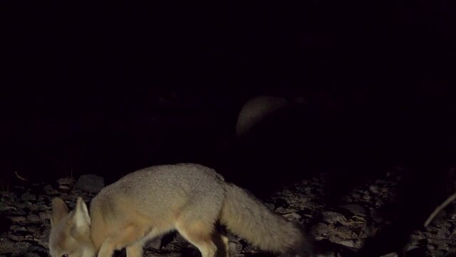 Desert Fox Searching For Food, Another Desert Fox Arrives, Dusk Evening