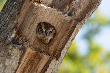 Cute little eastern screech owl sticking head out of its nest hole in an oak tree stump that was formerly a woodpecker nest in a wooded rural area in Central Florida. - 449296139