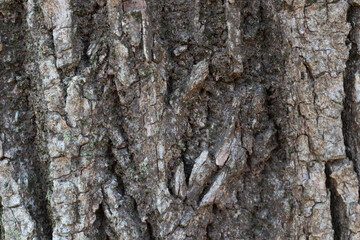 Wooden log with brown textures, a big large tree