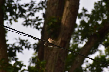 An urban  bird
