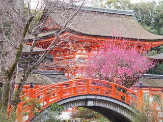 下賀茂神社で満開の梅花
