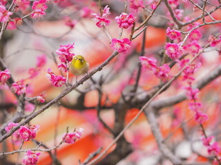 梅の木で遊ぶメジロ