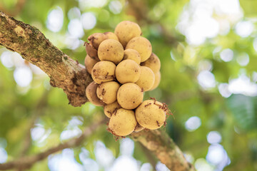 Lansium domesticum, Longkong