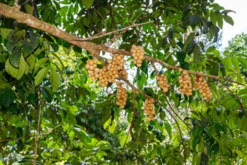 Longkong Lansium domesticum
