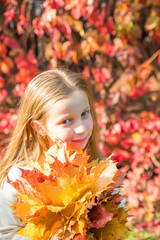 Naklejka na ściany i meble Cute kid with autumn leaves in the beauty park. blonde long-haired girl in a beige sweater in an autumn park with a bouquet of yellow leaves.