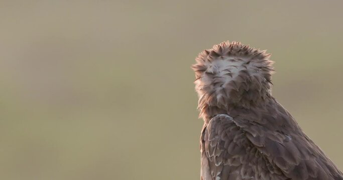 Close Up View Of Short-toed Snake Eagle In Nature
