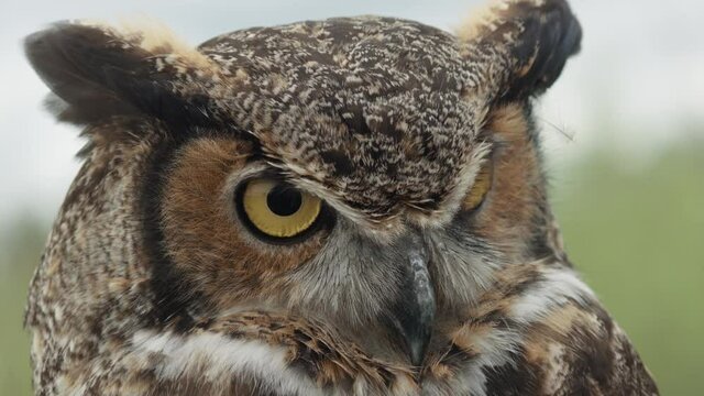 Great horned owl on forest background close up light sky