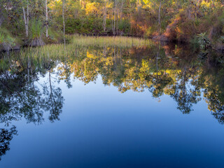 Wetlands Lagoon with Vegetation and Reflections