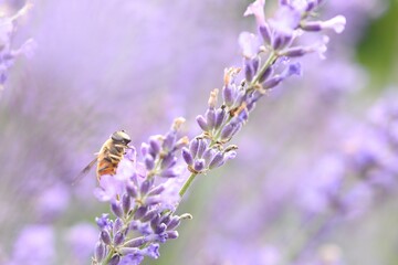ラベンダーとアブ