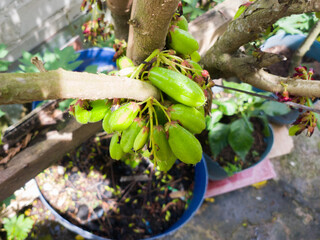 Belimbing wuluh or Averrhoa bilimbi is the fruit of the genus Averrhoa planted in a plastic pot