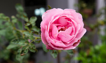pink rose in a garden