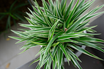 close up of green plant