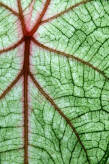 splendid leaves and veins