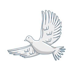 dove animal flying