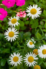 Leucanthemum vulgare flowers in the evening of a summer day.